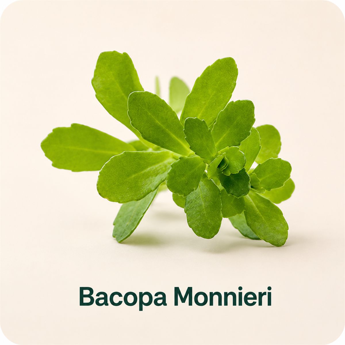 Bacopa Monnieri