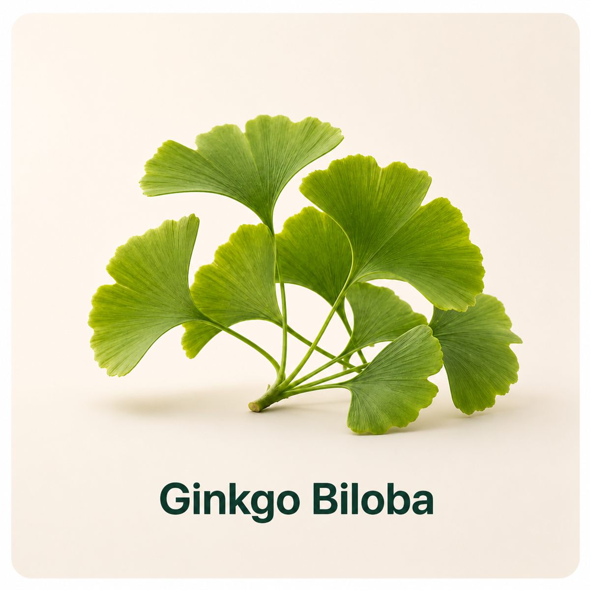 Ginkgo Biloba