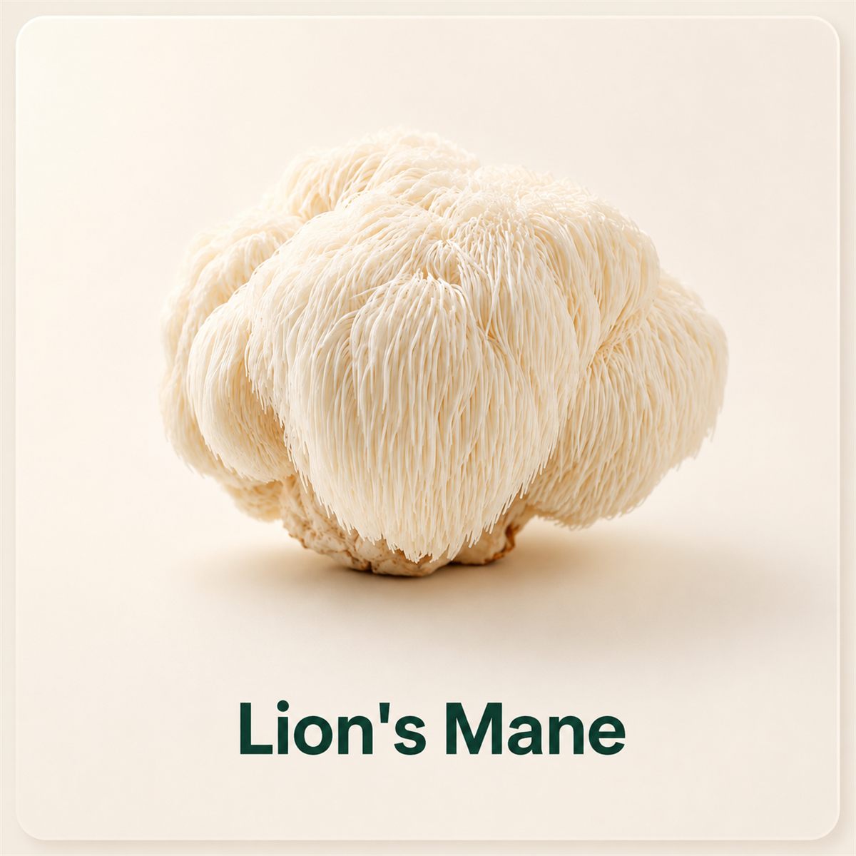 Lion's Mane