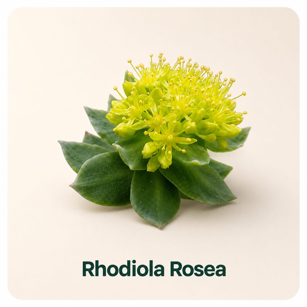 Rhodiola Rosea